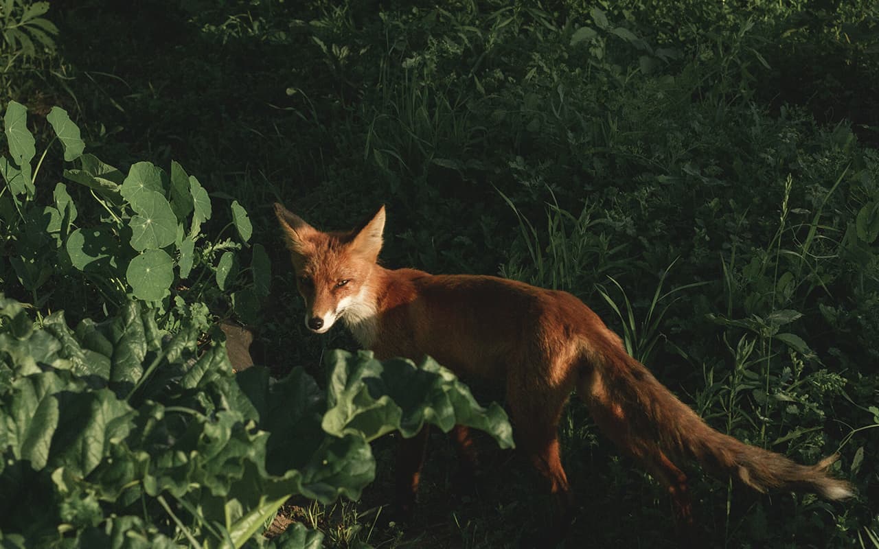 fox