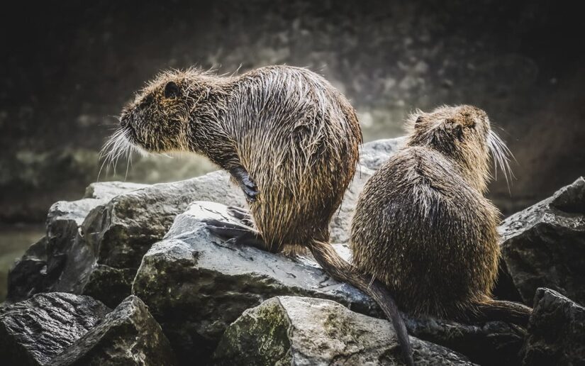 How were these seven animals successfully returned to the wild?