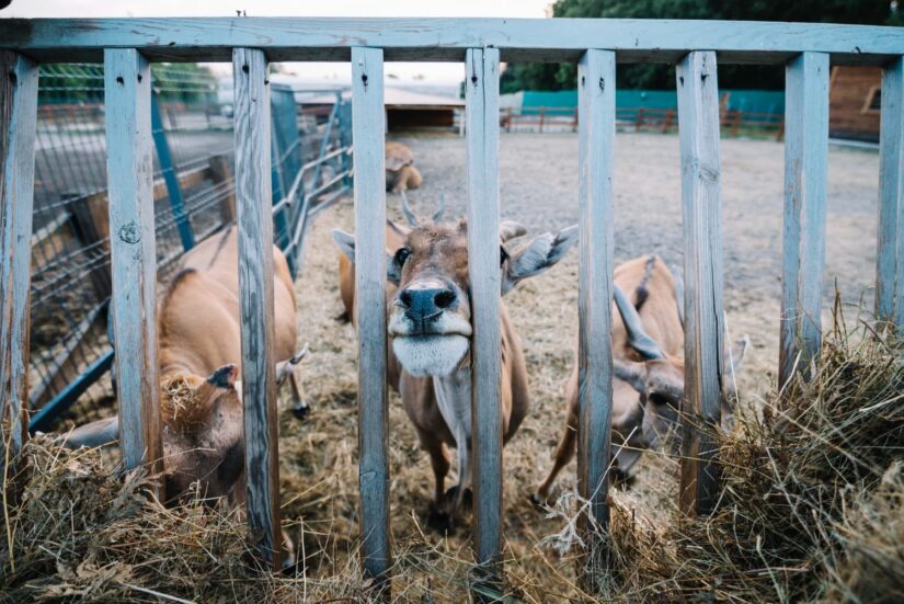 Captive Breeding vs. Wild Reintroduction: A Critical Evaluation