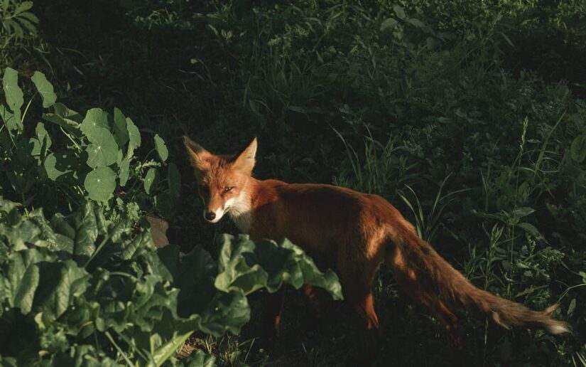 Reintroduction of species
