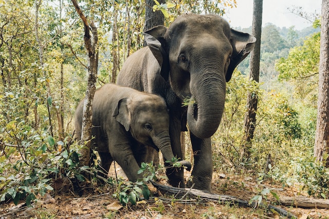 12 tips on how to release animals into the wild painlessly